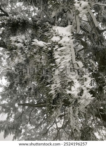 Sideways icicles caused by wind in Sewanee, Tennessee