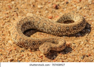 120 Sidewinding adder Images, Stock Photos & Vectors | Shutterstock