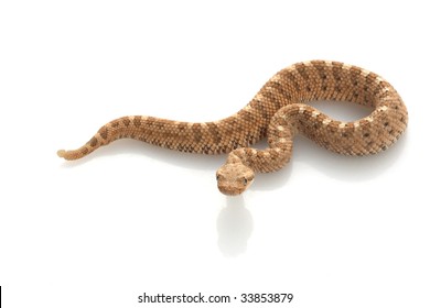 Sidewinder Crotalus Cerastes Isolated On White Stock Photo 33853879 ...