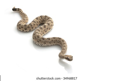 Sidewinder Crotalus Cerastes Isolated On White Stock Photo 34968817 ...