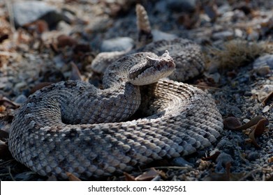 Sidewinder Rattlesnake