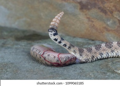 Sidewinder Rattlesnake Giving Birth To Baby, Still In Egg Sac.