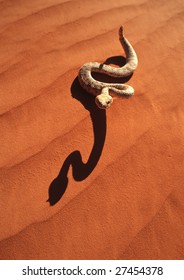 A Sidewinder Rattlesnake In The Red Desert