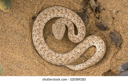 Sidewinding Adder
