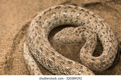 Sidewinding Adder
