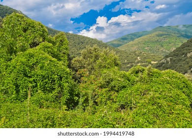 Sierra De La Demanda Protected Area   Sistema Iberico   La Rioja Spain   Europe