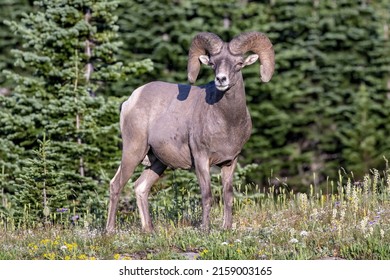 A Sierra Nevada bighorn sheep standing in the forest and looking to us