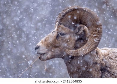 A Sierra Nevada bighorn sheep standing on a snowy landscape under the snowfall