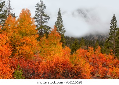 Sierra Nevada Mountains Fall Foliage