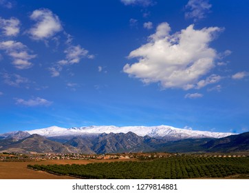 Sierra Nevada Mountains In Granada With Snow On Tip And Olive Tree Fields Of Andalusia