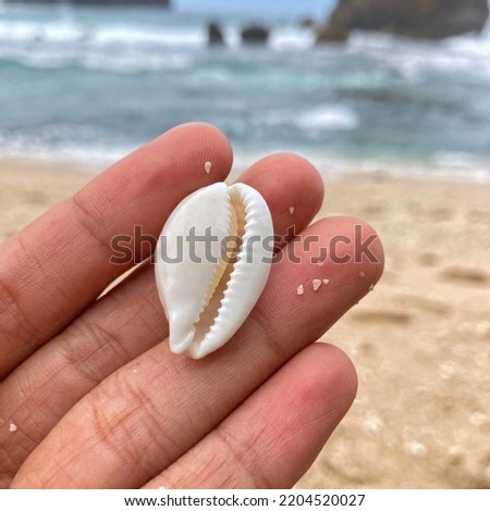 The Sieve and White Cowry Shell, Sea snail from cowries family with species name Cribrarula Cribraria with dimension 28-36mm in Jungwok Beach on June 1, 2022
