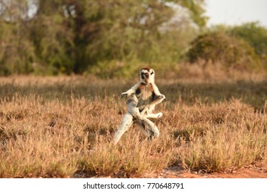 Sifaka Lemur With Baby