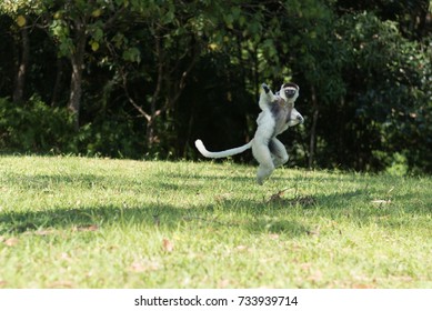 Sifaka Lemur Jumping On Grass