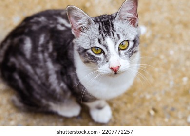 The Sight Of A Cat Begging For Food