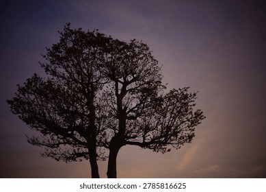 The sight of a large tree bathed in the setting sun is incredibly beautiful, a truly captivating moment.