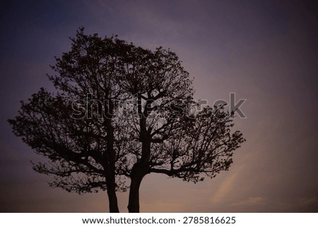 The sight of a large tree bathed in the setting sun is incredibly beautiful, a truly captivating moment.