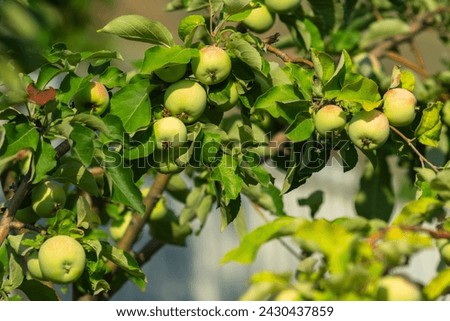Sight unfolds as a multitude of juicy, green apples dangle gracefully from a vibrant tree branch.