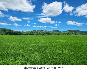 sight, wide, refresh, rest, grass,