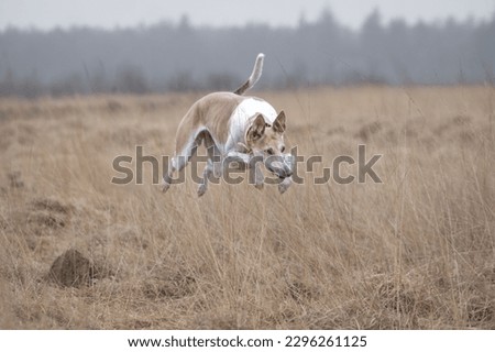Sighthound, to hunt, hunting dog, Magyar Agar