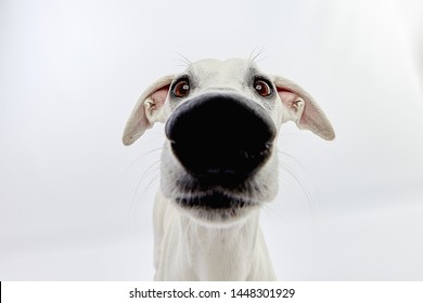 Sighthound Whippet Big Dog Nose