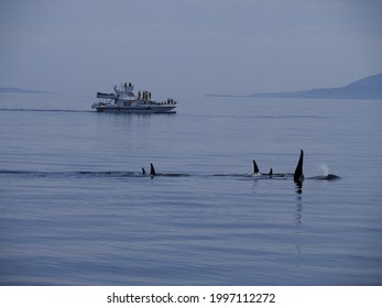 A Sightseeing Boat And Wild Orcas Or Killer Whales In Nemuro Strait, Hokkaido, Japan
