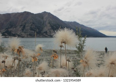 Sightseeing With White Dandelions In The Front And Mountains In The Back With View To The Calm Kluane Lake During Summer Road Trip In Yukon Territory In Canada To Alaska.  