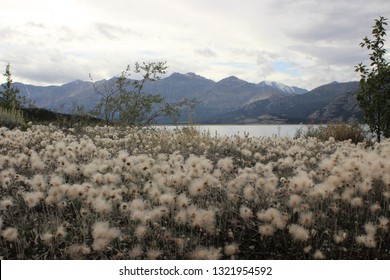 Sightseeing With White Dandelions In The Front And Mountains In The Back With View To The Calm Kluane Lake During Summer Road Trip In Yukon Territory In Canada To Alaska.  