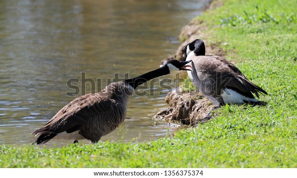 Sign Affection Stock Photo Edit Now 1356375374