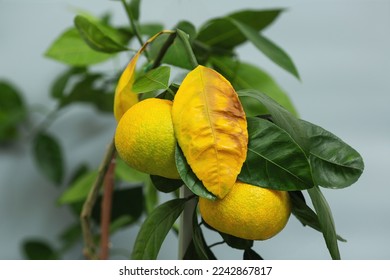 Sign of nutrient deficiency of the mandarin tree. Branches with fruits of tangerine trees