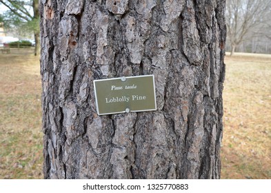 Sign On Loblolly Pine Tree And Brown Tree Bark On Trunk