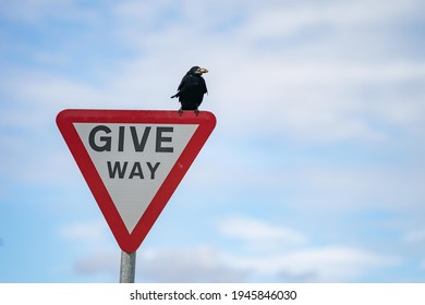 A sign on the road says “GIVE WAY” with raven sitting on.