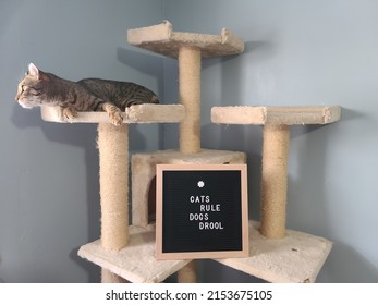 A Sign Saying Cats Rule And Dogs Drool With A Cat Lying Overhead.