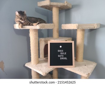 A Sign Saying Dogs Rule And Cats Drool With A Highland Lynx Cat Lying Overhead. The Kitten Looks Insulted By The Message On The Sign.