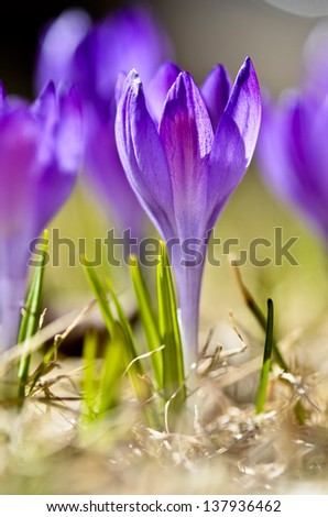 Similar – Image, Stock Photo SPRING MESSENGERS Spring