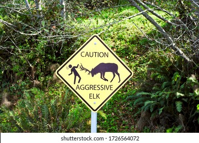 Sign states "Caution Aggressive Elk" in California's Redwood Coast and Newton Drury Scenic Parkway. Roosevelt elk were reintroduced to the area. Elk are huge, aggressive and unpredictable wildlife. 