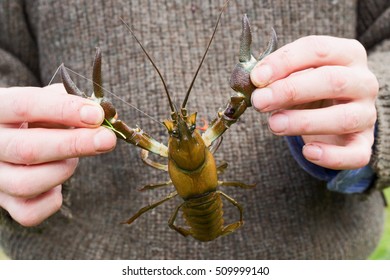 Signal Crayfish