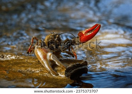 Signal crayfish, Pacifastacus leniusculus, climbs on stone in water at river bank. North American crayfish, invasive species in Europe, Japan, California. Freshwater crayfish in natural habitat.