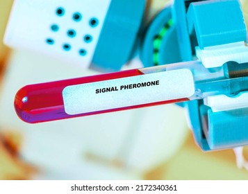 Signal Pheromone In Test Tube In Biochemical Lab Signal Pheromones Cause Short-term Changes, Such As The Neurotransmitter Release That Activates A Response.