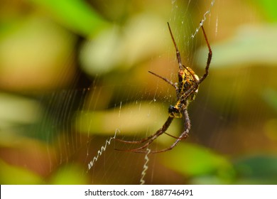 68 Indian signature spider Images, Stock Photos & Vectors | Shutterstock