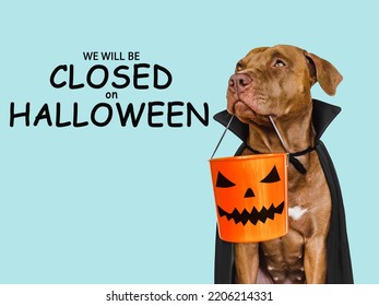 Signboard With The Inscription We Will Be Closed On Halloween. Lovable Brown Dog And Bright Background. Close-up, Indoors. Studio Shot. Pet Care Concept