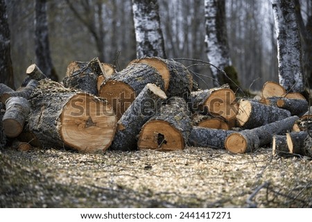Significant amount of freshly cut logs piled up in a forest clearing variety of tree trunks of different sizes and some remaining trees of various heights and forms, contributing to somber atmosphere