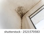 A significant mold infestation is visible in the corner of a room, close to a window, indicating poor ventilation and moisture problems that may affect health.