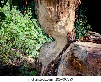 Signs Of Beaver Activity Along The River Otter, Otterton, Devon, UK