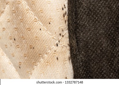 Signs Of Bed Bugs On A Mattress