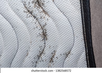 Signs Of Bed Bugs On Bed Mattress