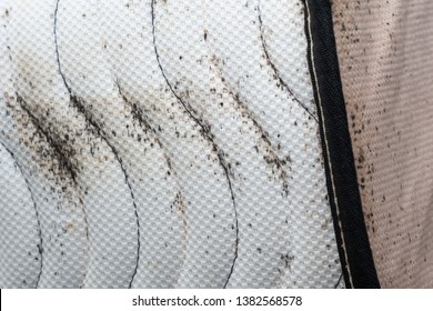 Signs Of Bed Bugs On Bed Mattress