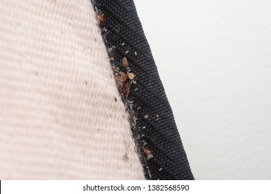 Signs Of Bed Bugs On Bed Mattress