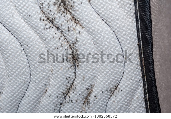 Signs of Bed Bugs on Bed\
Mattress