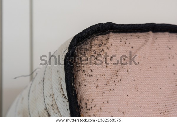 Signs Bed Bugs On Bed Mattress Stock Photo (Edit Now) 1382568575