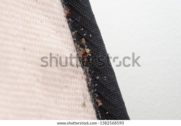 Signs Bed Bugs On Bed Mattress Stock Photo (Edit Now) 1382568590